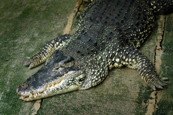 Énorme alligator dans la nature