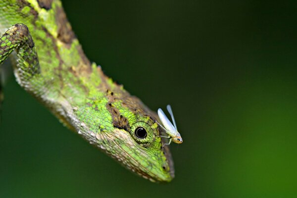 Reptiles in the wild are green