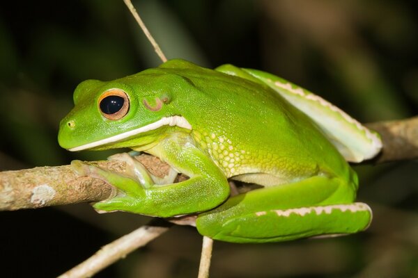 Grüner Frosch hält sich an einem Ast