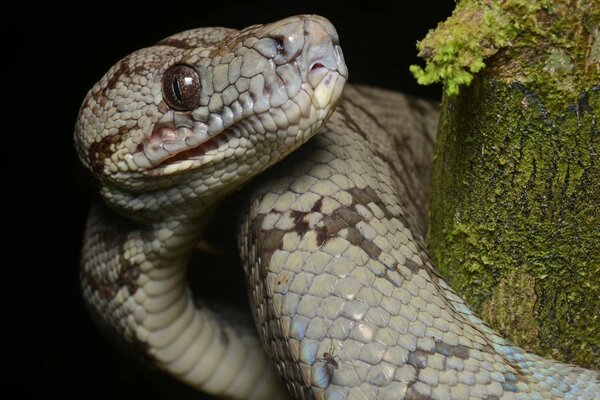 Serpente grigio con occhi Marroni