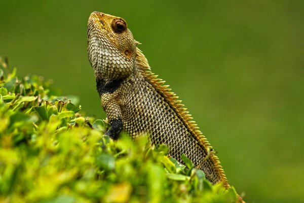 Majestic chamilion on the background of wild nature