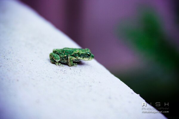 Ein Frosch, der am Rand einer Klippe sitzt