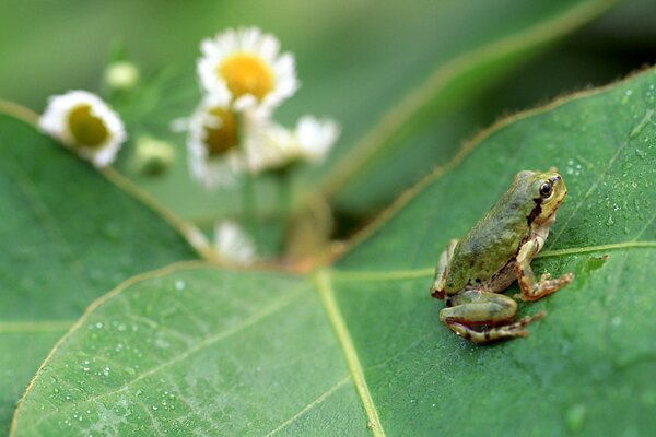 Grenouille assise sur une feuille verte