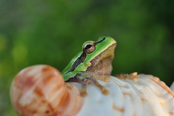 Ein Frosch, der auf einer Muschel sitzt