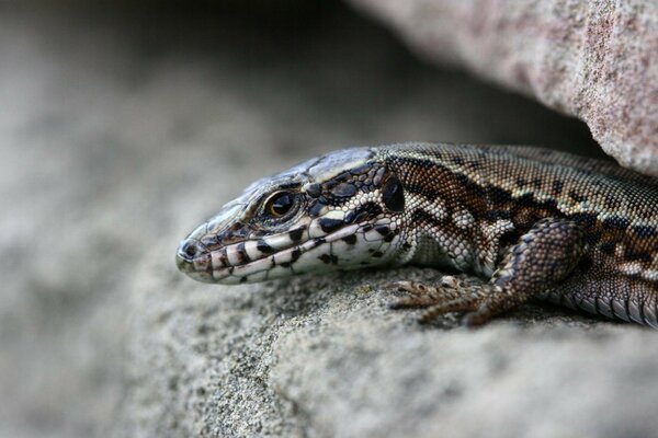 Lagarto manchado cazar en las rocas