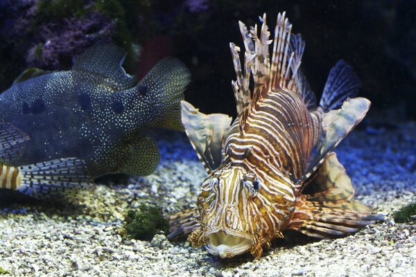 Schöne Fische am Meeresboden