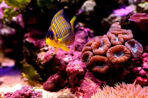 Poisson rayé sur fond de corail