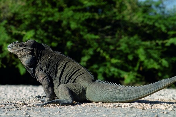 Un gran reptil sentado en el Suelo