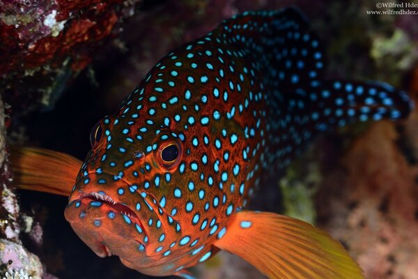 Beautiful spotted fish in the aquarium