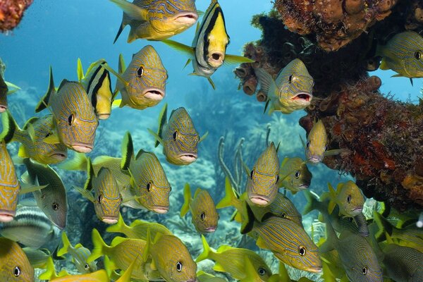 Grandes peces de rayas con caralammi