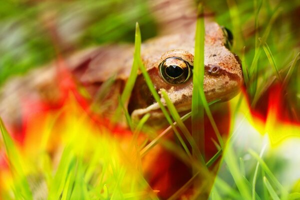 Brown frog in a blurry image