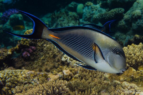 Große Fische schwimmen über einem Korallenriff