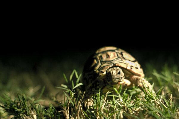 Die Schildkröte kriecht auf dem grünen Gras, ohne zu wissen, wohin