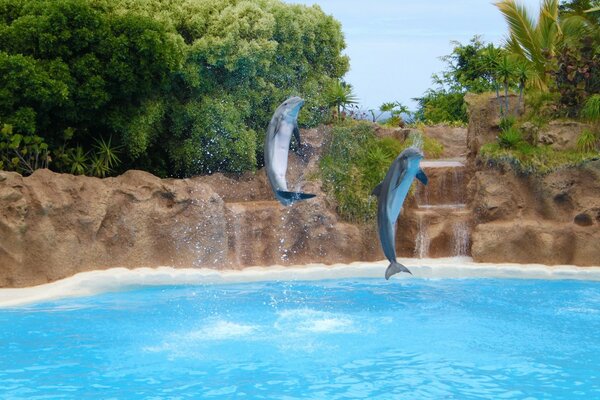 Turquoise water with sea animals