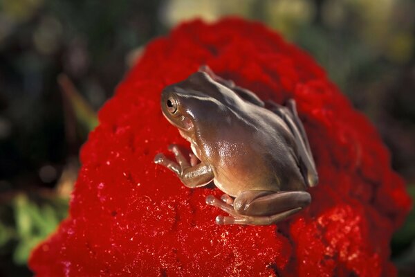 Grenouille se prélasse dans les rayons du soleil