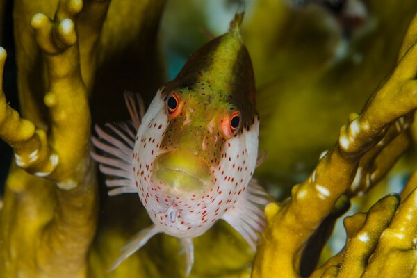 Underwater nature fish in the sea