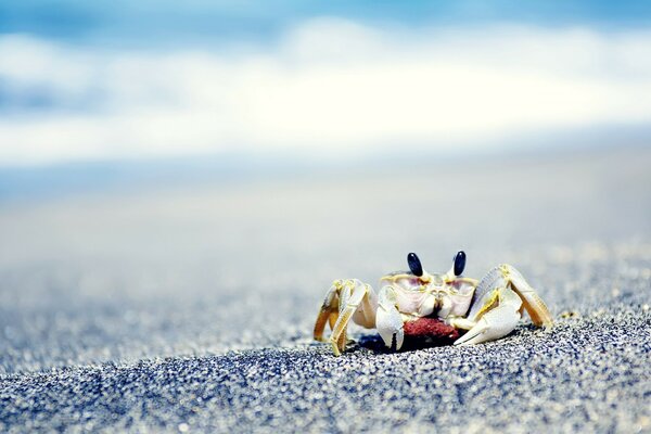 Krabbe, die am Sandstrand spaziert