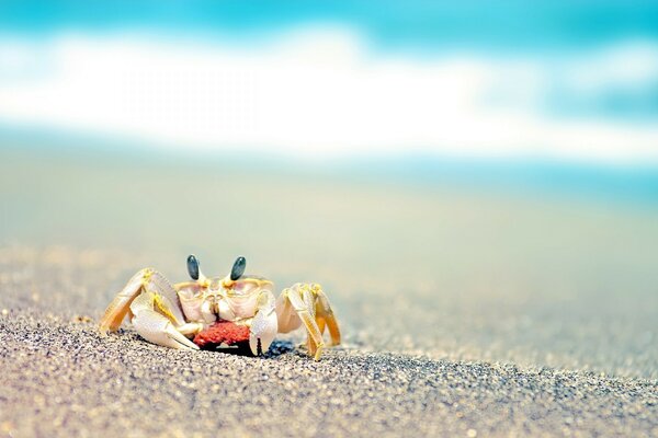 Krabbe, die am Sandstrand spaziert