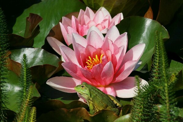 Fiori di loto in fogliame verde