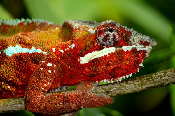 A red chameleon is hanging on a branch