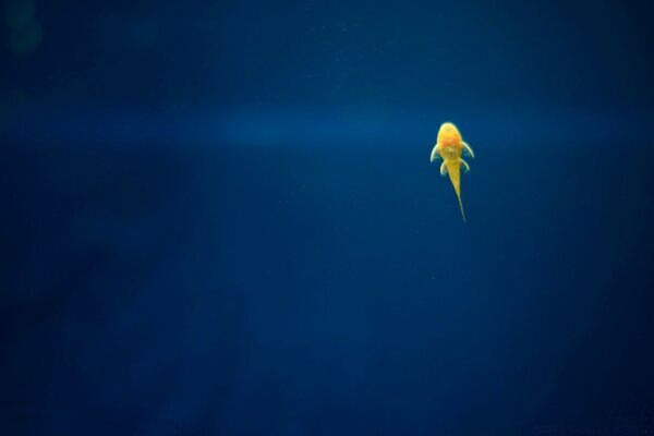 Incredible photo of a fish in the open ocean