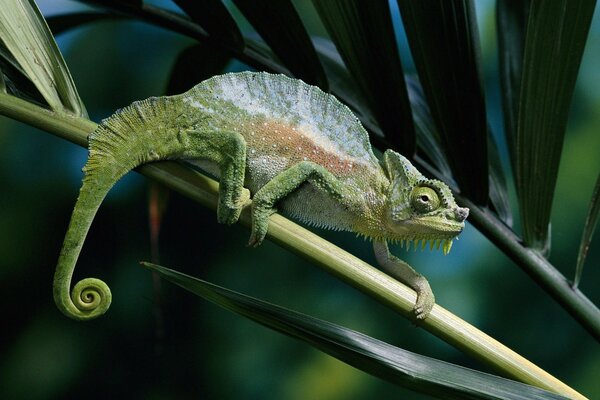 Green chamilion on the background of wild nature