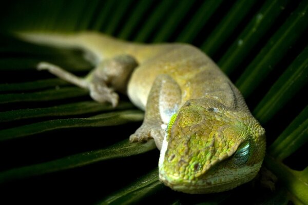 Reptil acostado en una hoja grande