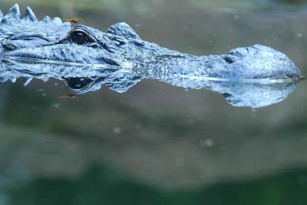 Crocodile avec les yeux ouverts dans l eau