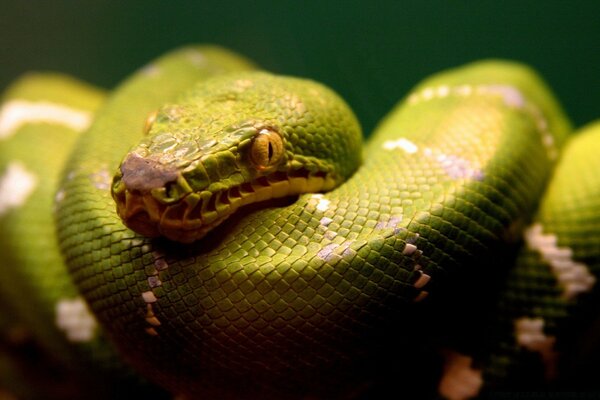 Serpiente rayada con ojos amarillos