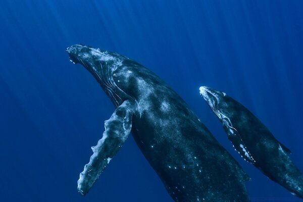 Une famille de baleines. Maman et la baleine