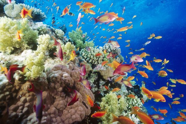 Colorful marine animals among corals