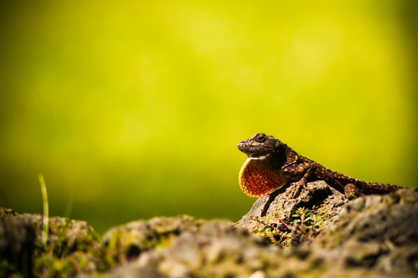 Reptil con cuello sentado en guardia