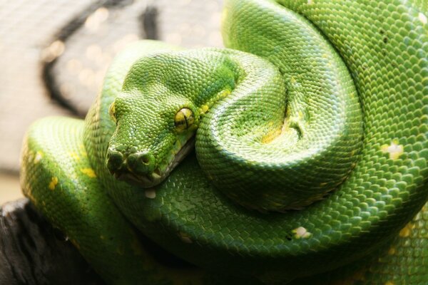 Pitone verde con gli occhi gialli