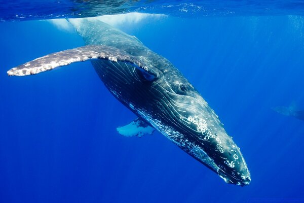 Swimming blue whale with close-up