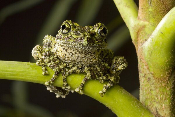 A green frog is sitting on a branch