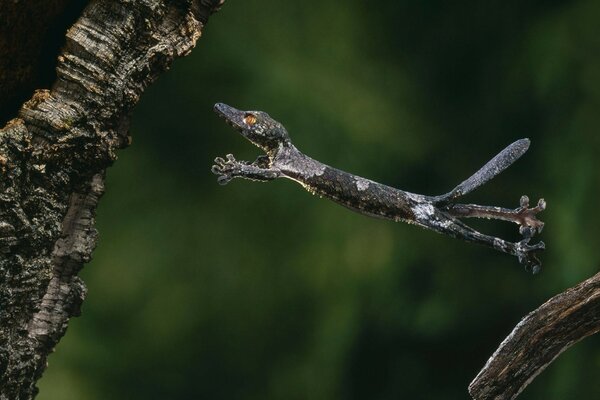 Reptile flight from tree to tree