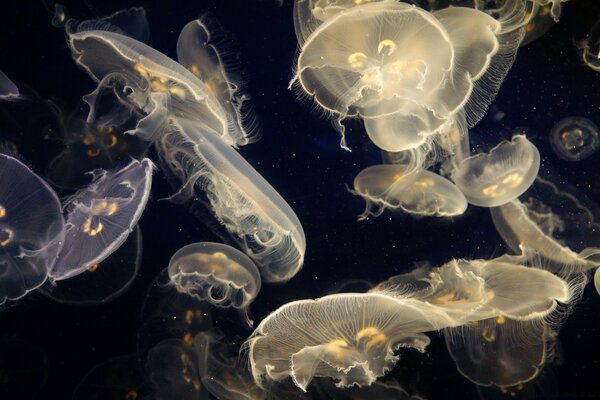 Medusas dinámicas sobre fondo negro