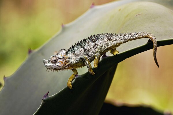 Chameleon disguise in the wild