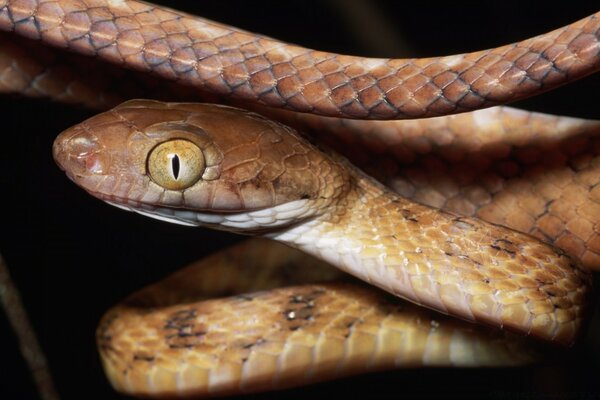 Serpent brun avec oeil jaune