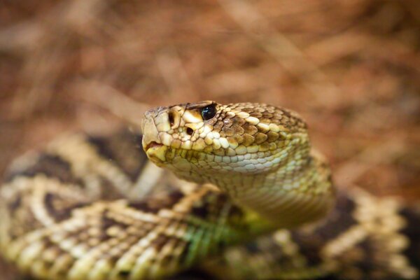 Le serpent se tortille et rampe de près