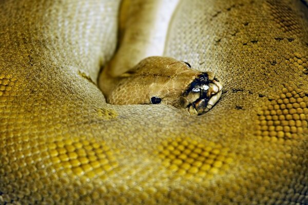 A mottled snake with black eyes