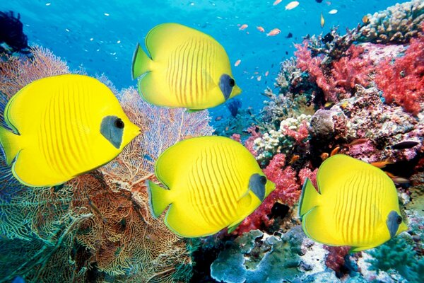 Quatre poissons jaunes nagent dans la mer