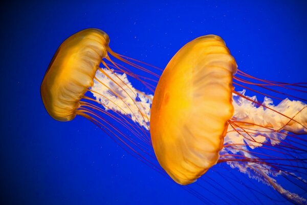 Atlantische Meer Brennnessel Quallen