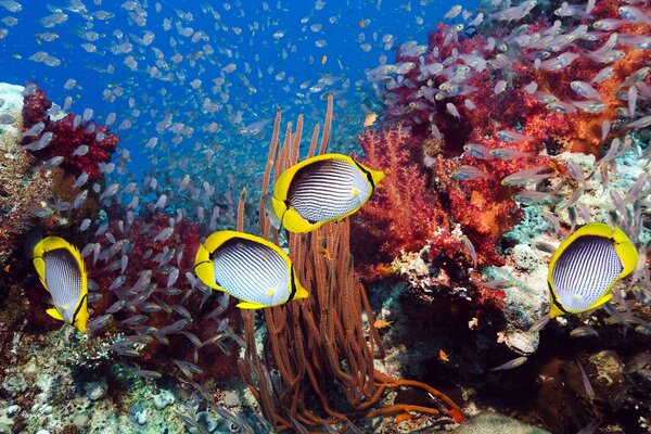 Tropical fish swim near corals