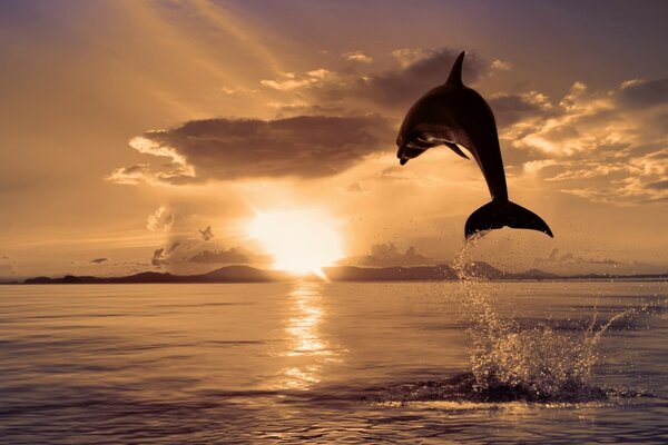 Ein Delphin springt aus dem Meer vor dem Hintergrund des Sonnenuntergangs