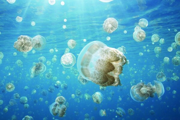 الكثير من قناديل البحر الشفافة تحت الماء