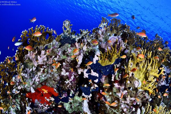 Poissons multicolores au milieu des coraux sous l eau