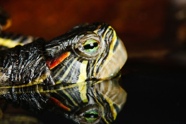 Reflection of a slowly crawling turtle in the water