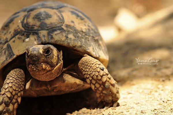 A brown turtle crawls in the sand