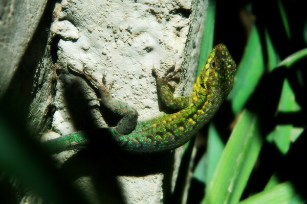 Grünes Reptil ruht auf einem Stein